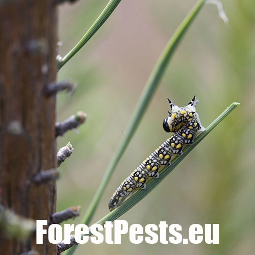 Hreben&aacute;rka Diprion similis