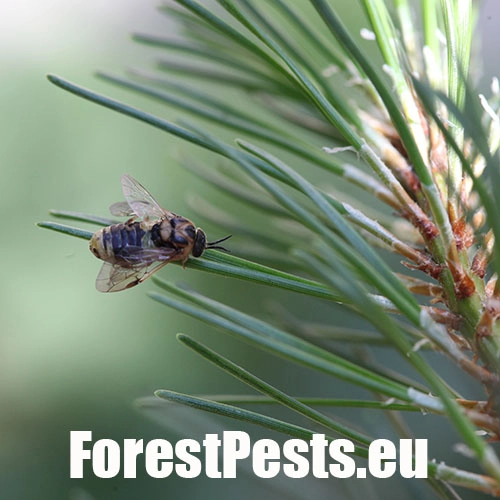 Hreben&aacute;rka Diprion similis