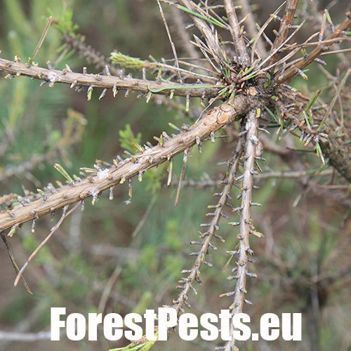 Hreben&aacute;rka Diprion similis