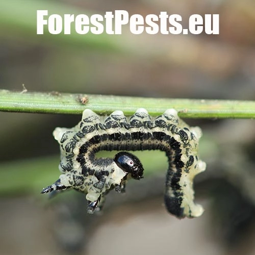 Hreben&aacute;rka hrdzav&aacute; 