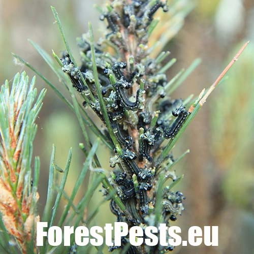 Hreben&aacute;rka hrdzav&aacute; 