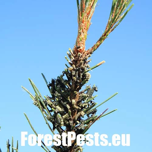 Hreben&aacute;rka hrdzav&aacute; 