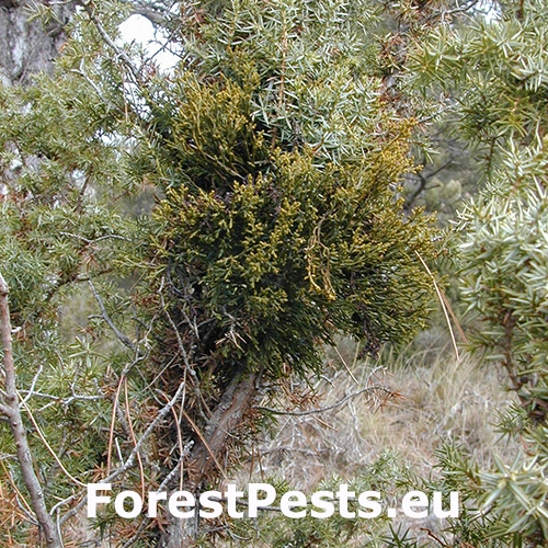 Imelovka borievkov&aacute;