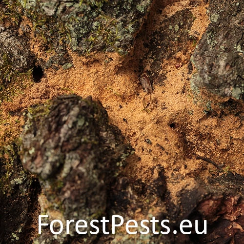 Jadrohlod dubov&yacute;