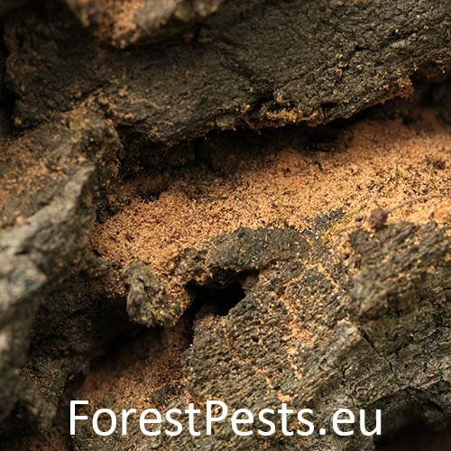 Jadrohlod dubov&yacute;