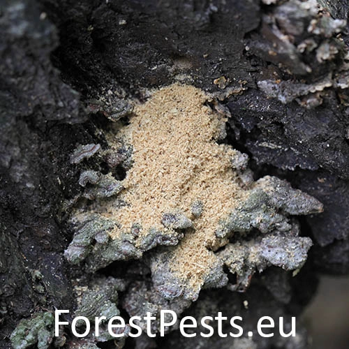 Jadrohlod dubov&yacute;