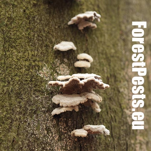 Klanolupeňovka obyčajn&aacute;