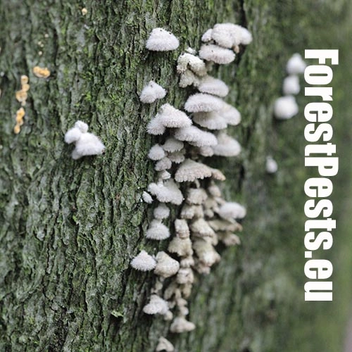 Klanolupeňovka obyčajn&aacute;