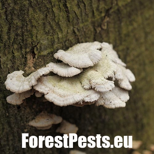 Klanolupeňovka obyčajn&aacute;