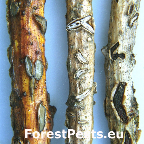 Kolp&oacute;ma dubov&aacute;