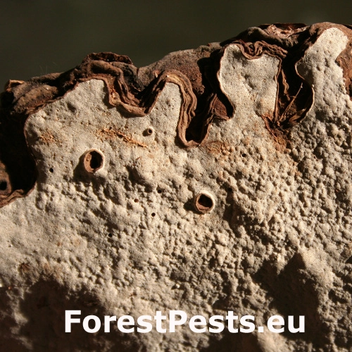 Koreňovka vrstevnat&aacute;