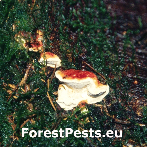 Koreňovka vrstevnat&aacute;