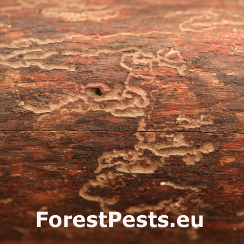 K&ocirc;rnik bukov&yacute;