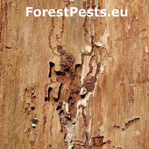 K&ocirc;rnik jedľov&yacute;