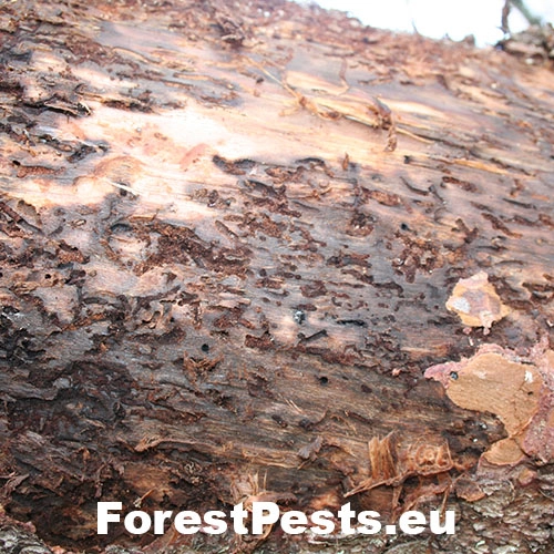 K&ocirc;rnik pňov&yacute;