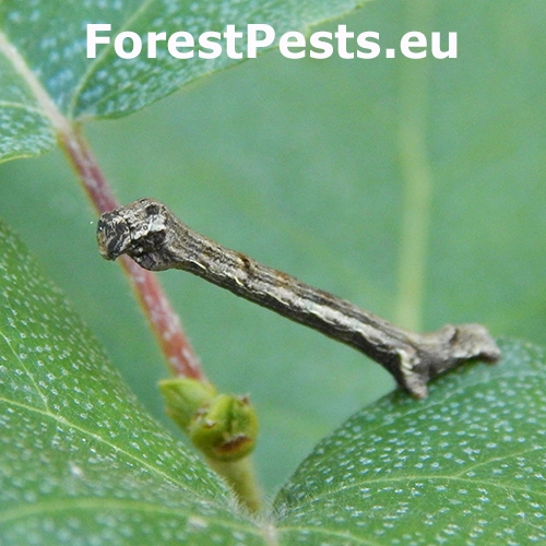 K&ocirc;rovka orl&iacute;čkov&aacute;