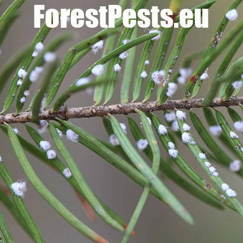 K&ocirc;rovnica duglaskov&aacute;