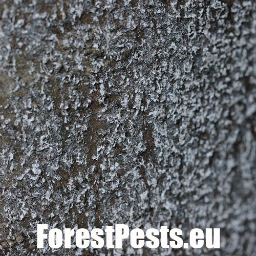 K&ocirc;rovnica jedľov&aacute; 