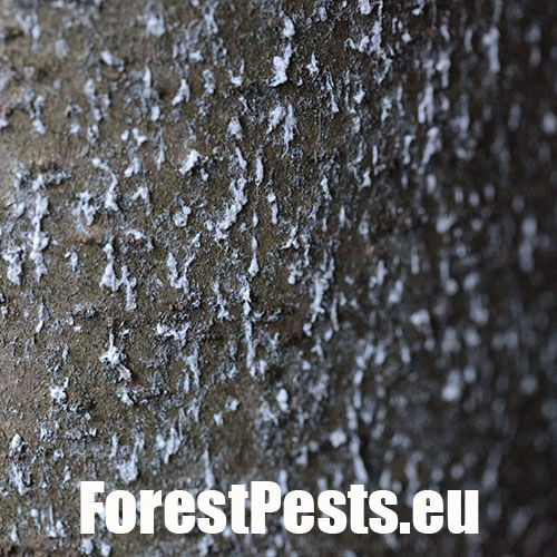 K&ocirc;rovnica jedľov&aacute; 