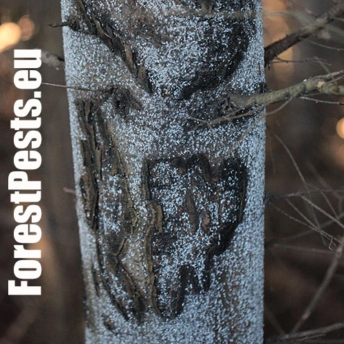 K&ocirc;rovnica jedľov&aacute; 