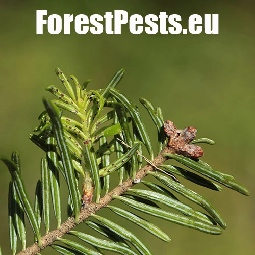 K&ocirc;rovnica kaukazsk&aacute;