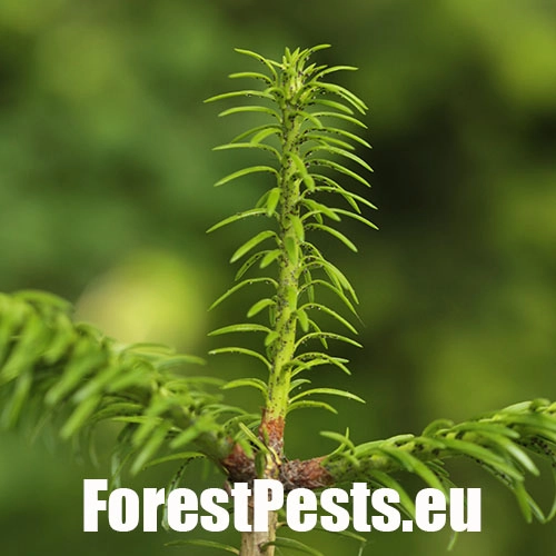 K&ocirc;rovnica kaukazsk&aacute;