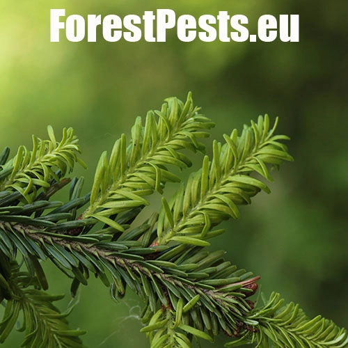 K&ocirc;rovnica kaukazsk&aacute;