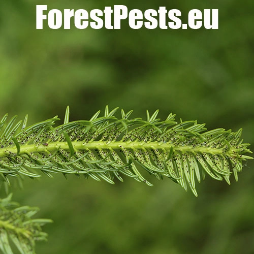 K&ocirc;rovnica kaukazsk&aacute;