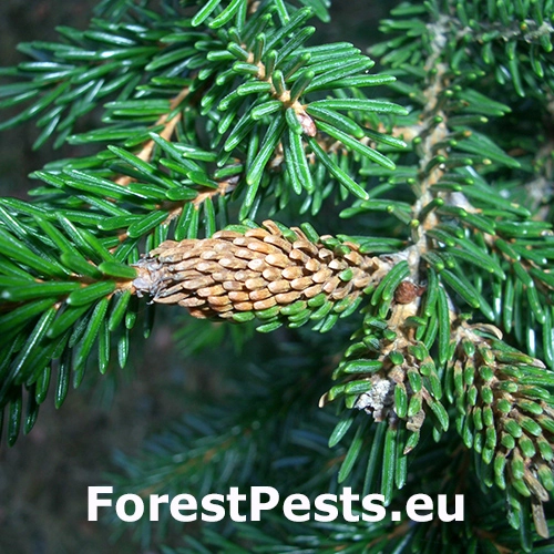 K&ocirc;rovnica Pineus orientalis