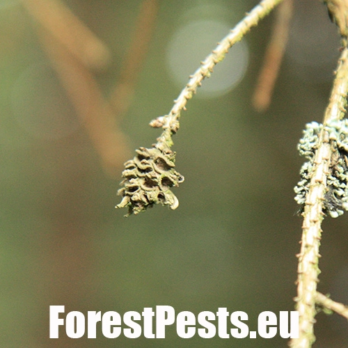 K&ocirc;rovnica smrekovcov&aacute;