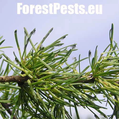 K&ocirc;rovnica zelen&aacute;