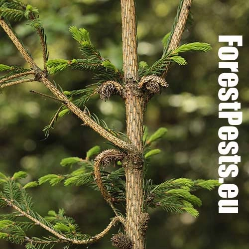 K&ocirc;rovnica zelen&aacute;