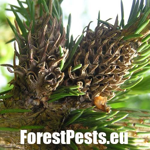 K&ocirc;rovnica zelen&aacute;