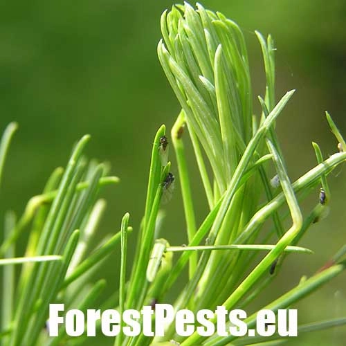 K&ocirc;rovnica zelen&aacute;