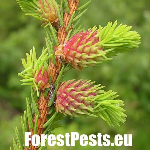 K&ocirc;rovnica zelen&aacute;