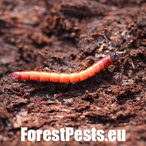 Kov&aacute;čikovit&eacute; Elateridae