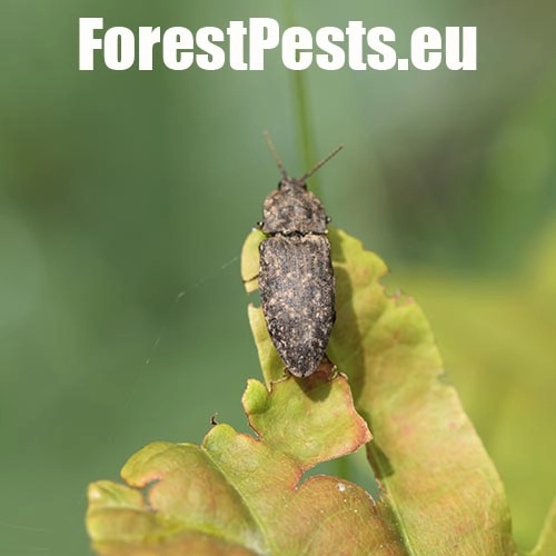 Kov&aacute;čikovit&eacute; Elateridae