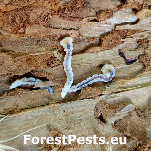 Krasoň borievkov&yacute;