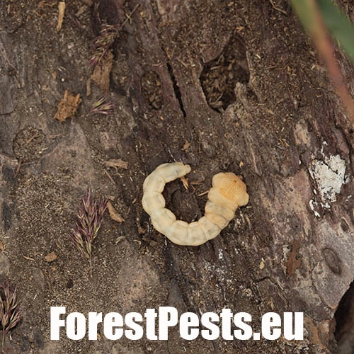 Krasoň borovicov&yacute;