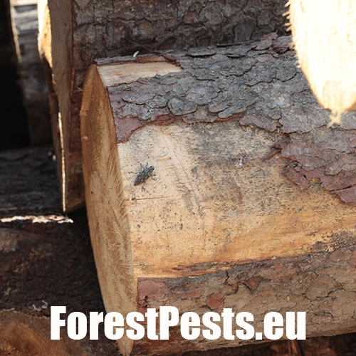 Krasoň borovicov&yacute;