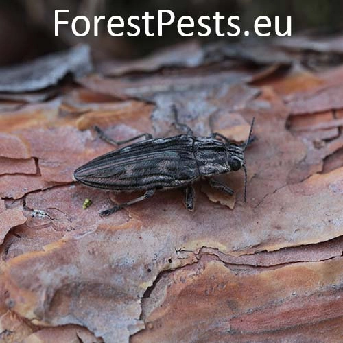 Krasoň borovicov&yacute;