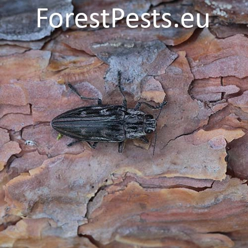 Krasoň borovicov&yacute;