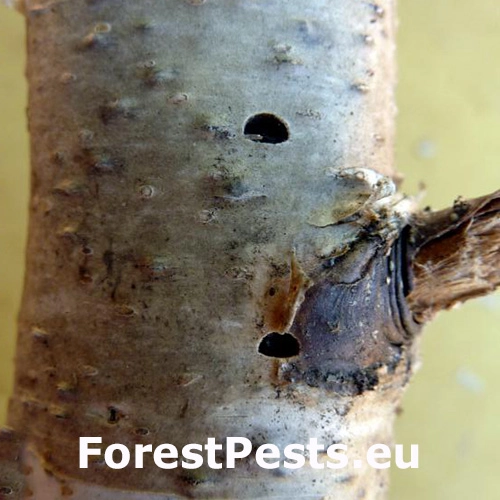 Krasoň brezov&yacute;