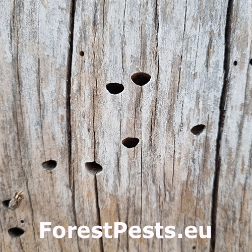 Krasoň Buprestis cupressi