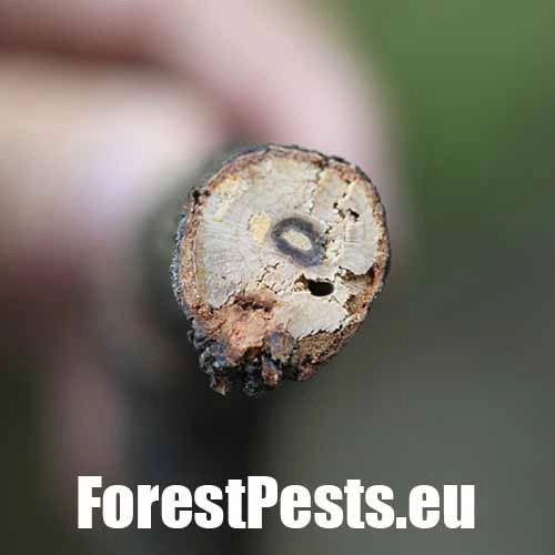 Krasoň Coraebus florentinus