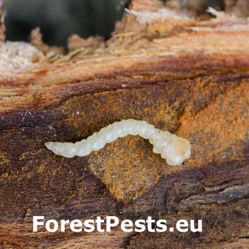 Krasoň lipov&yacute;