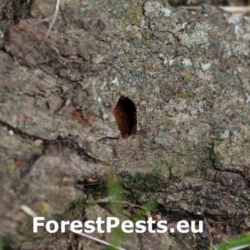 Krasoň lipov&yacute;