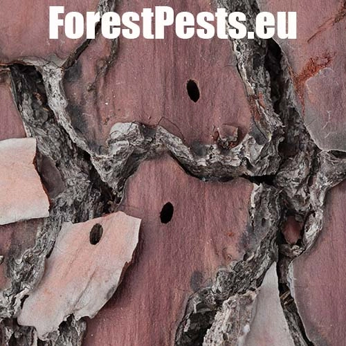 Krasoň modr&yacute;