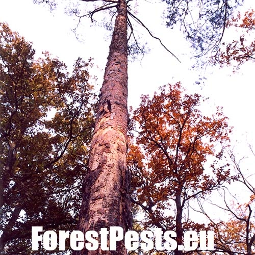 Krasoň modr&yacute;