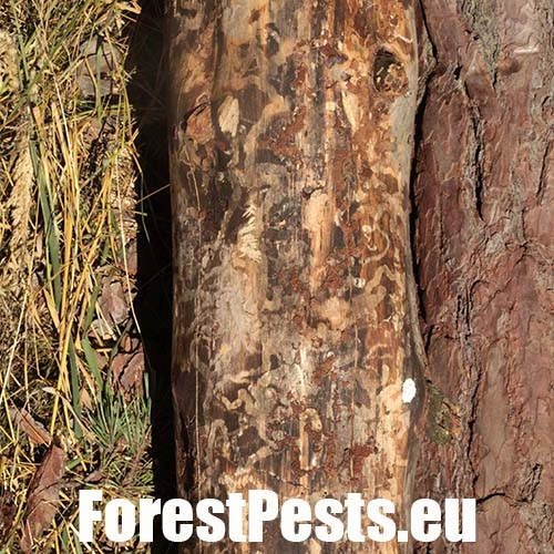 Krasoň modr&yacute;